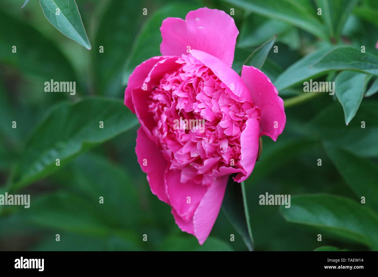 In der Nähe von einem schönen rosa Pfingstrose, Blüte im Garten im späten Frühjahr. Stockfoto