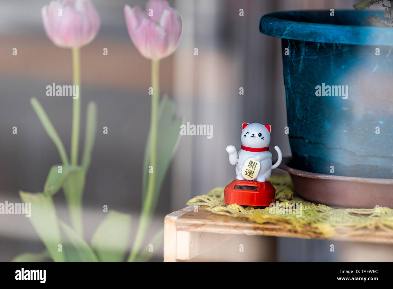 Nikko, Japan - April 4, 2019: Store Anzeige in der Präfektur Tochigi Aussicht vom Fenster mit Lucky cat und Tulpe Blumen Stockfoto