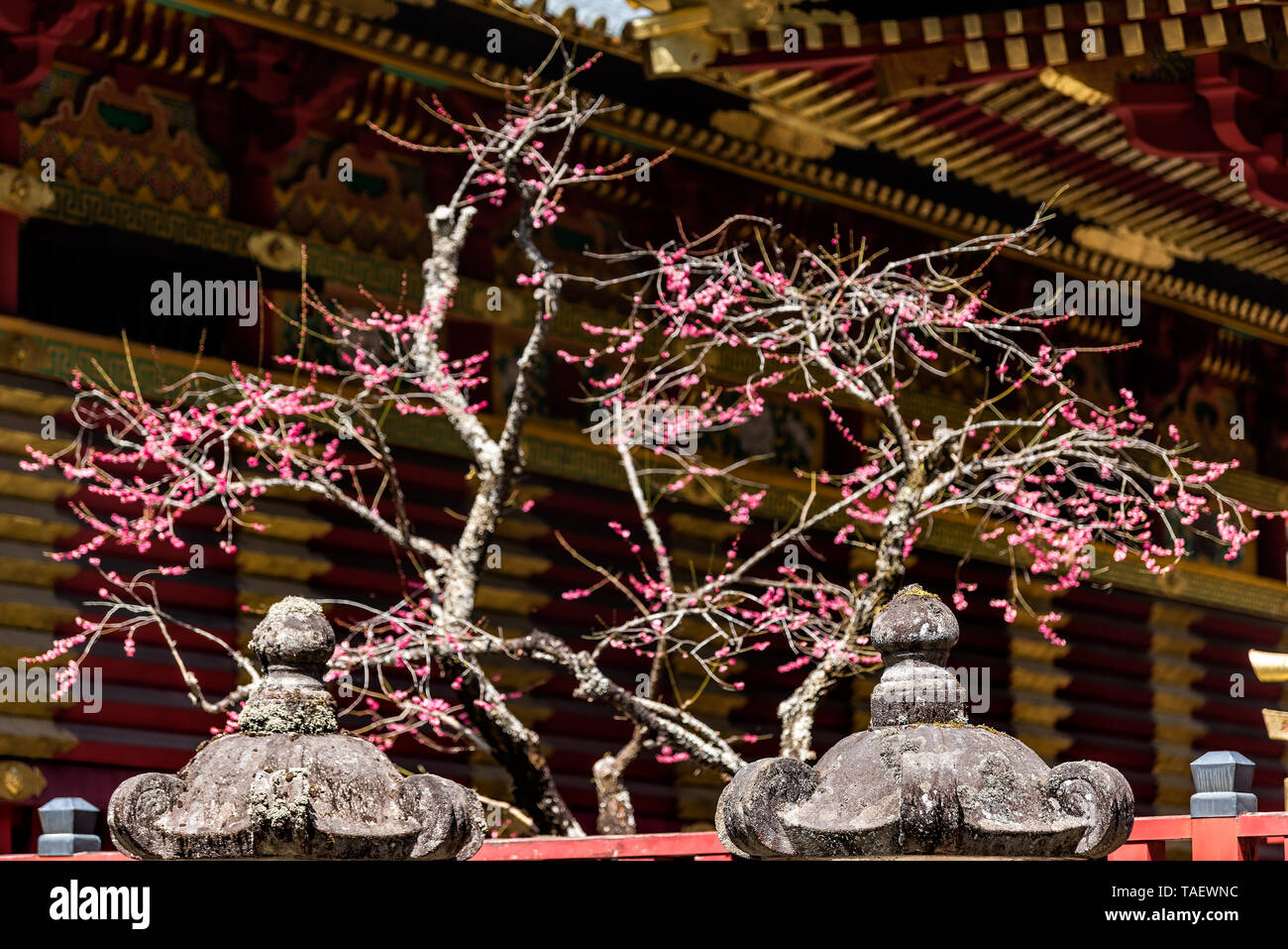 Nikko, Japan Toshogu Tempel in Tochigi im Frühjahr mit roten Gebäude Architektur und Pink Cherry Blossom Sakura oder Pflaume Blumen Baum und Stein lant Stockfoto