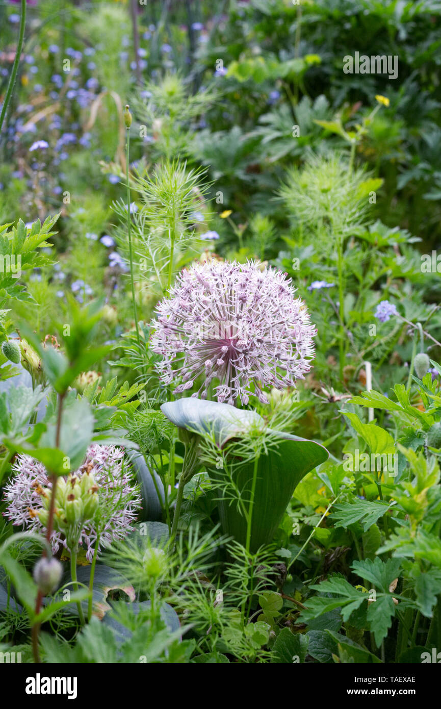 Allium Karataviense. Kara Tau Knoblauch im Garten wächst. Stockfoto
