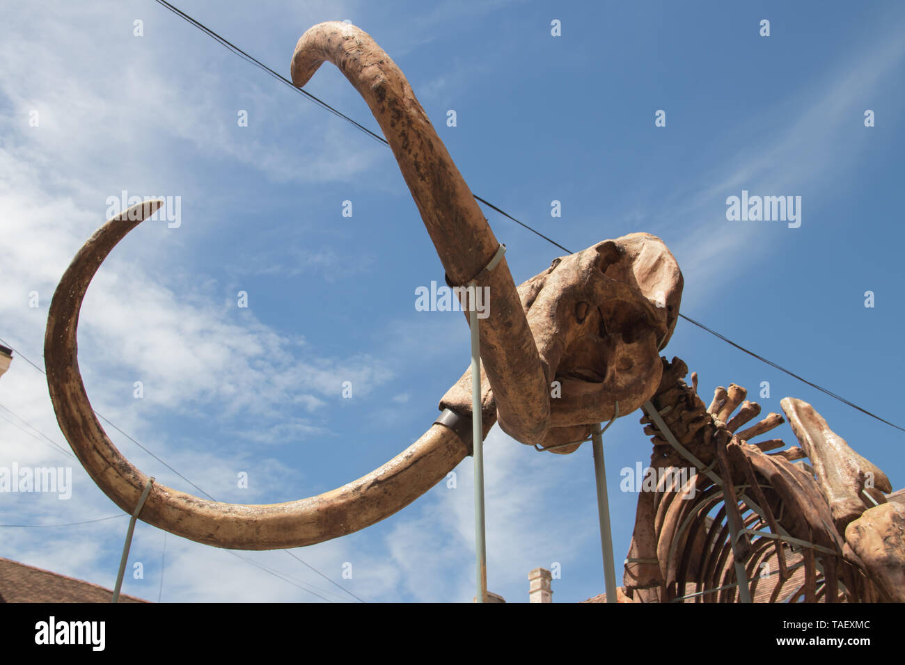 Mamooth "Kika" im Museum der Stadt Kikinda in der Region Vojvodina (Serbien) Stockfoto