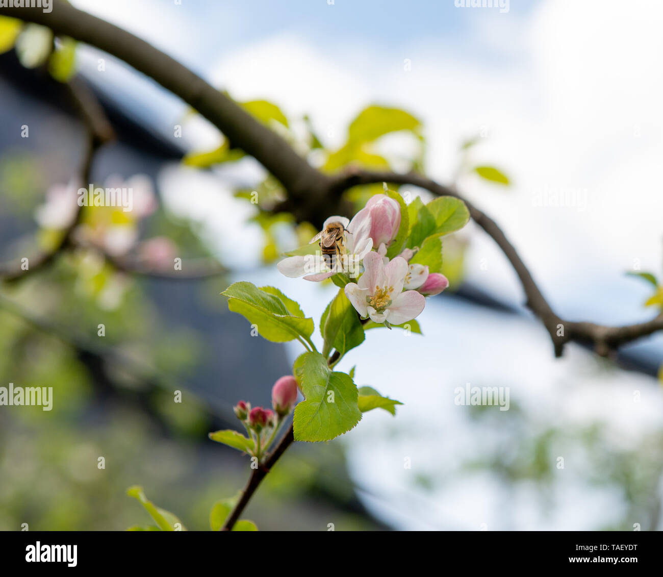 Die Blüten der Apple Tree sind Zwittrigen und in Blütenständen entwickeln Stockfoto