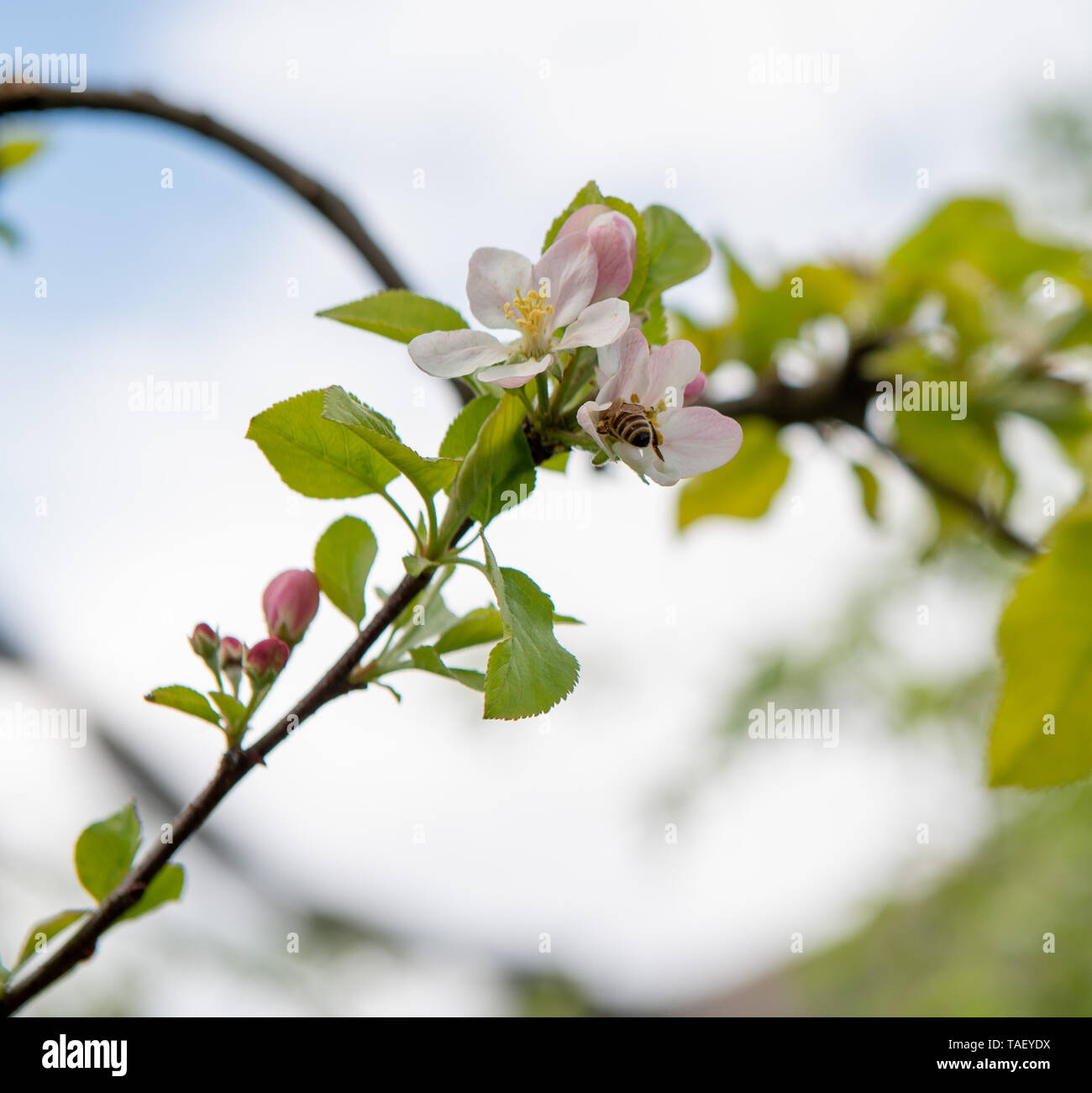 Die Blüten der Apple Tree sind Zwittrigen und in Blütenständen entwickeln Stockfoto