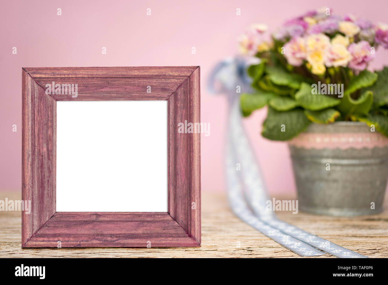 Einen rosafarbenen Holzrahmen mit einem weißen Inhalt dient als Mock up für Ihre eigenen Gestaltungsideen. Im Hintergrund, Primeln sind Frühling Blumen in einen Topf mit Zi Stockfoto