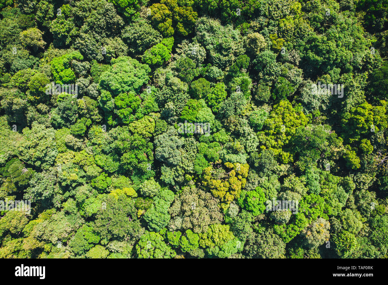 Wald von oben -Fotos und -Bildmaterial in hoher Auflösung – Alamy