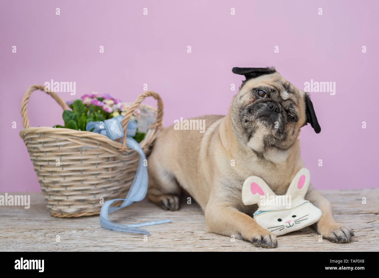 Ein Hund liegt auf Holz- Hintergrund. Er hat eine Tasche in bunny Form. Neben der Mops ist ein Korb mit Frühlingsblumen (PRIMELN). Der Hund ist ein Neigen den Kopf Stockfoto