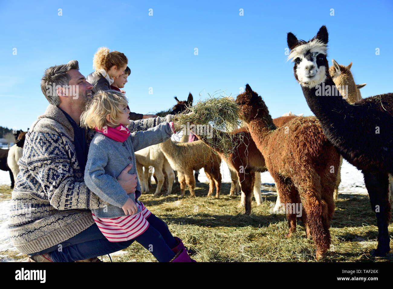 Familie Alpakas Fütterung mit Heu auf einem Feld im Winter Stockfoto