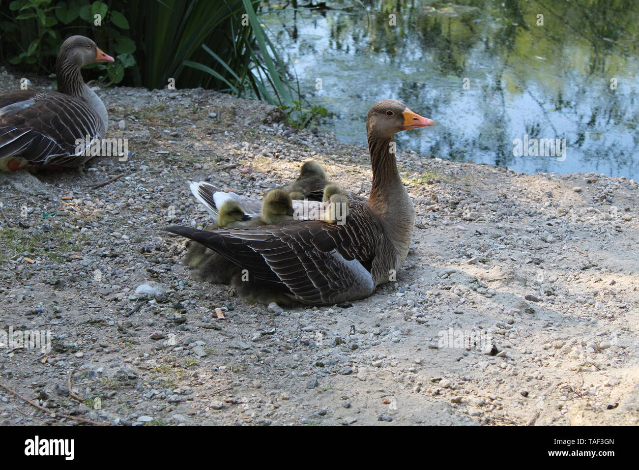 Mother Goose. Stockfoto