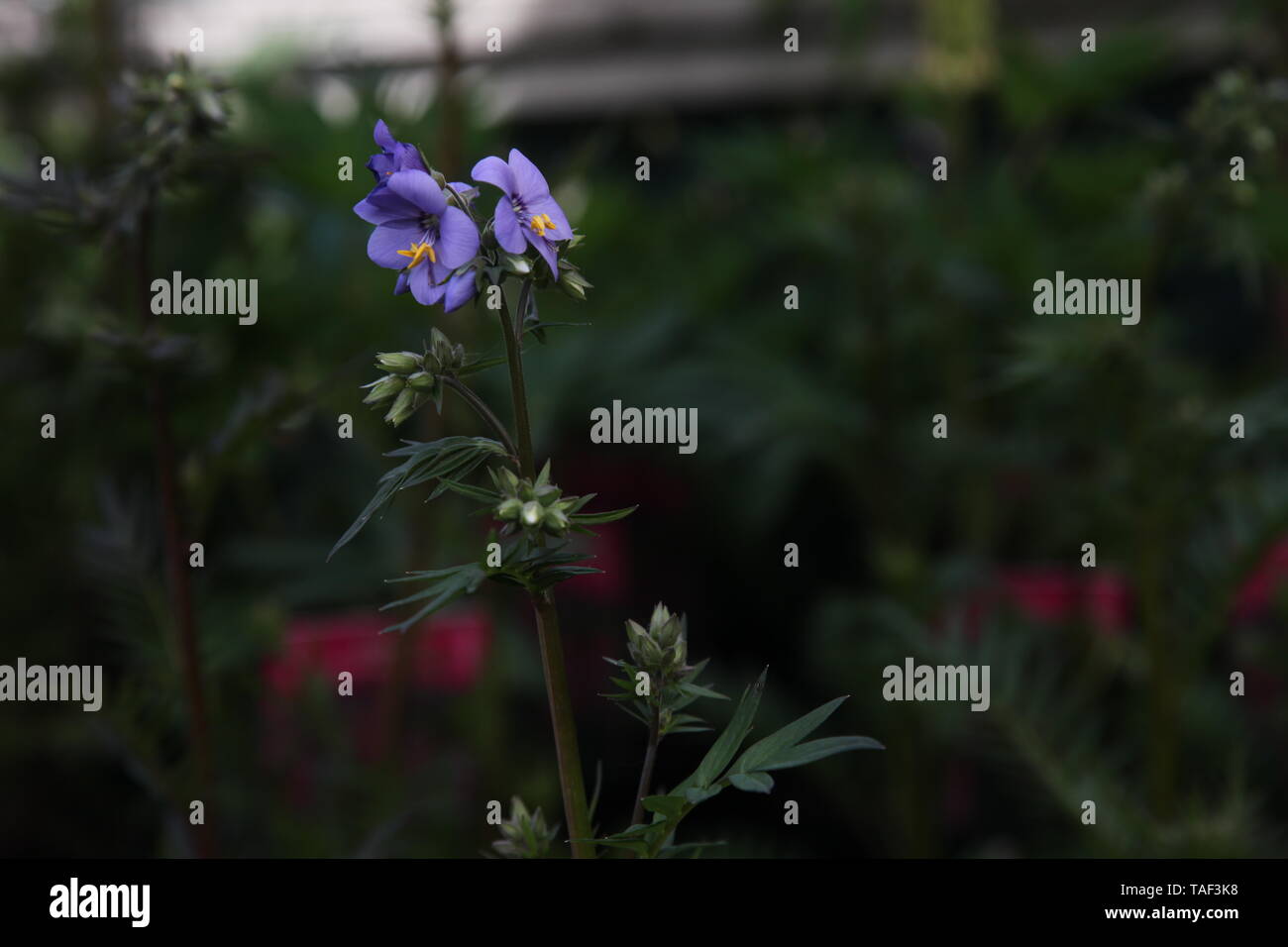 Polemonium yezoense var. Polbress hidakanum Bressingham Purple'' eine krautige Staude aus der Familie Polemoniaceae im Frühjahr Stockfoto