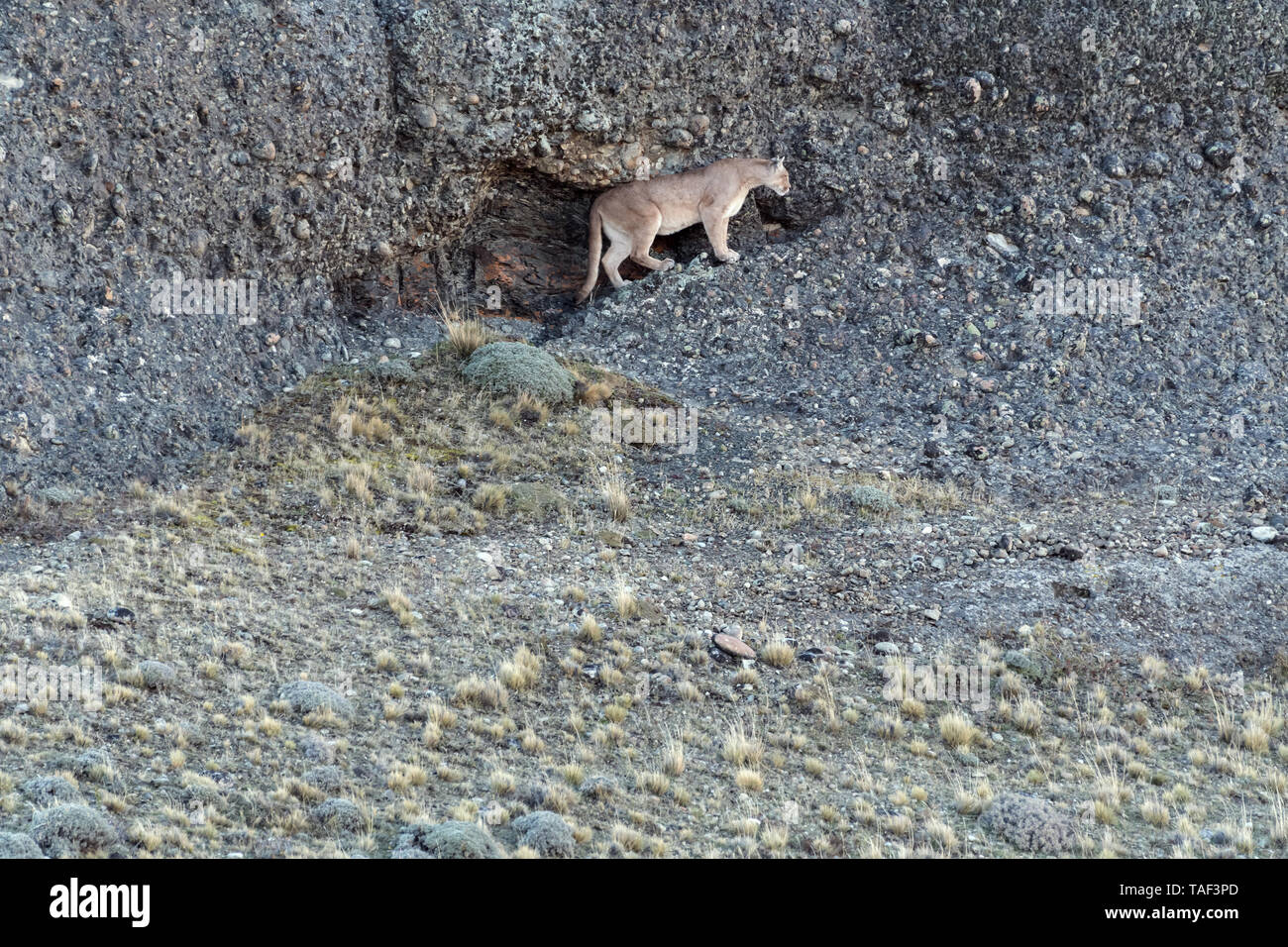 Puma (Felis concolor), Torres del Paine NP, Chile Stockfoto