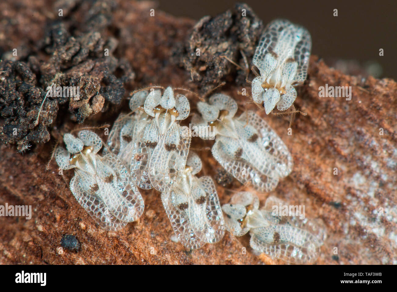 Sycamore spitzen Bug (Corythucha ciliata) auf Ebene Rinde, Canal Kante, Mulhouse, Elsass, Frankreich Stockfoto