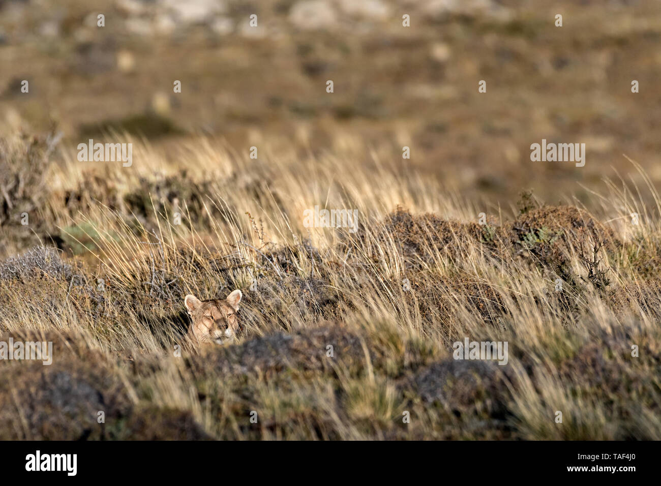 Puma (Felis concolor), Torres del Paine NP, Chile Stockfoto