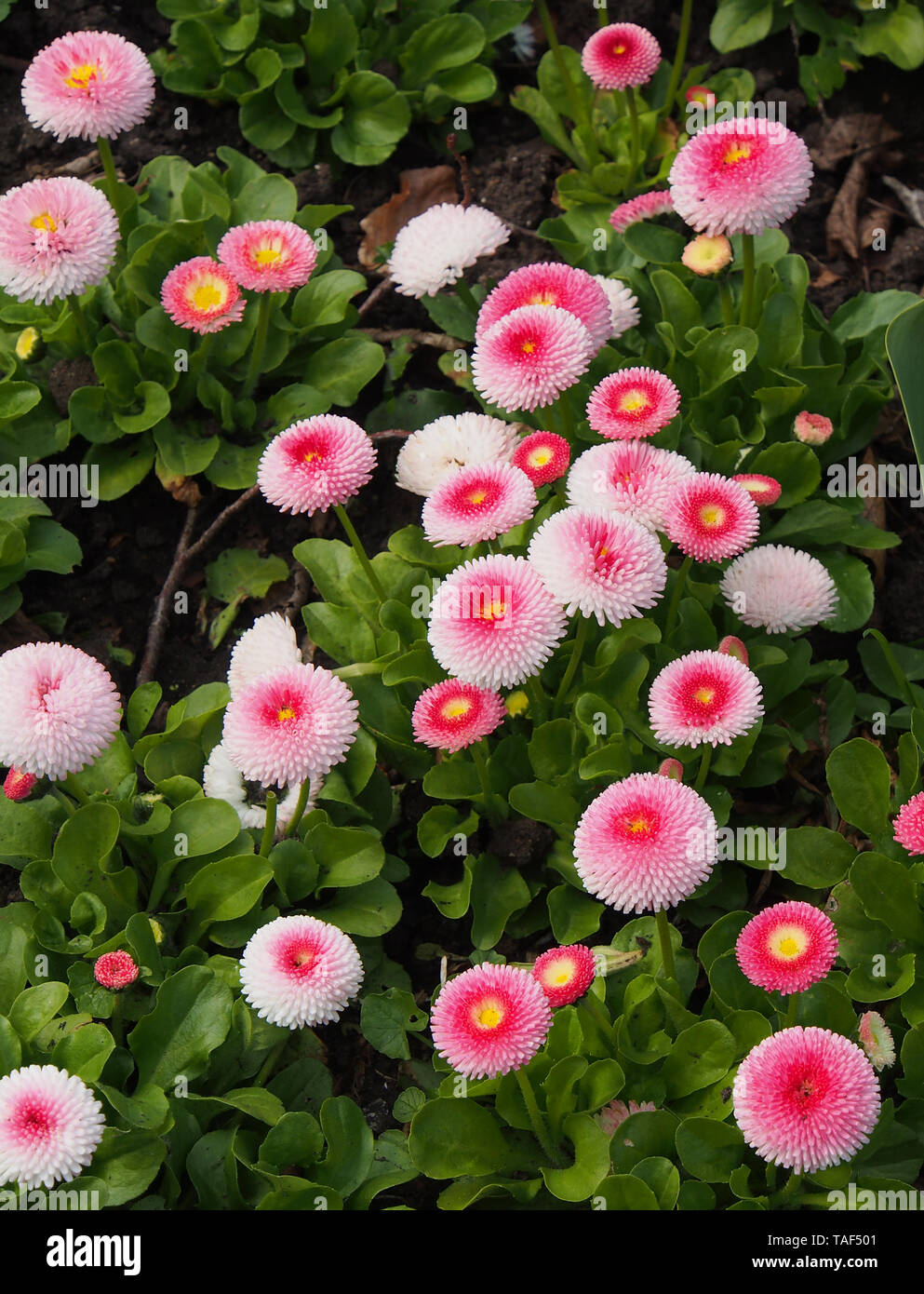 Gruppe von Bellis perennis (Gänseblümchen bellis Pomponette) Cultivar der Englischen Daisy. Stockfoto