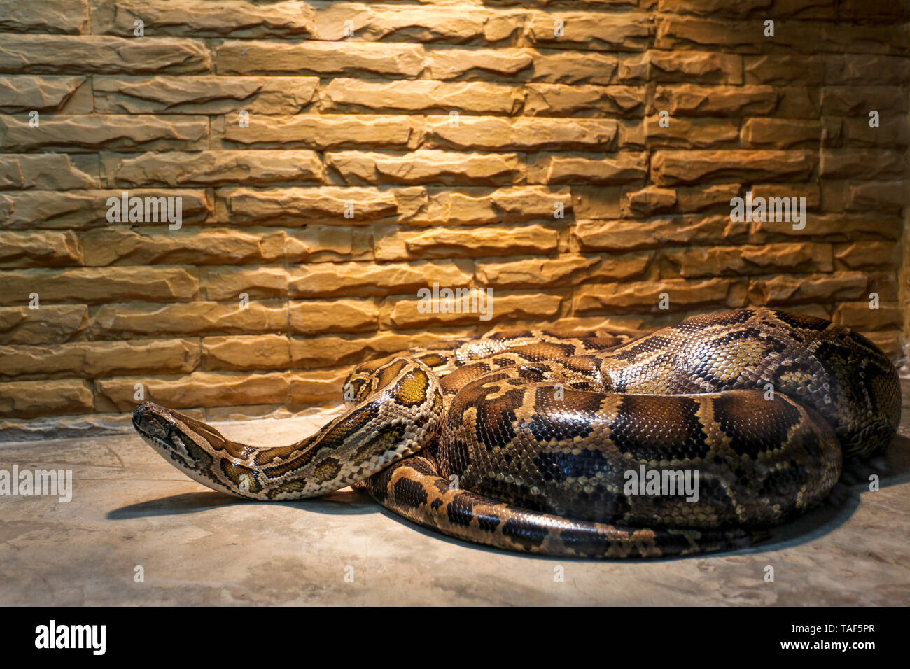 Grosse Schlange im Terrarium innen Stockfoto