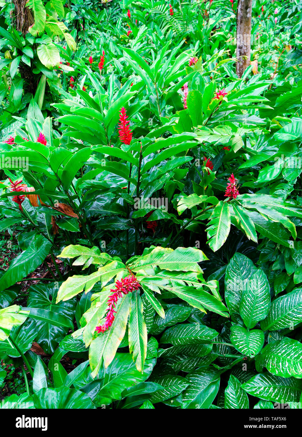Ingwer alpinia sp Fotos und Bildmaterial in hoher Auflösung Alamy
