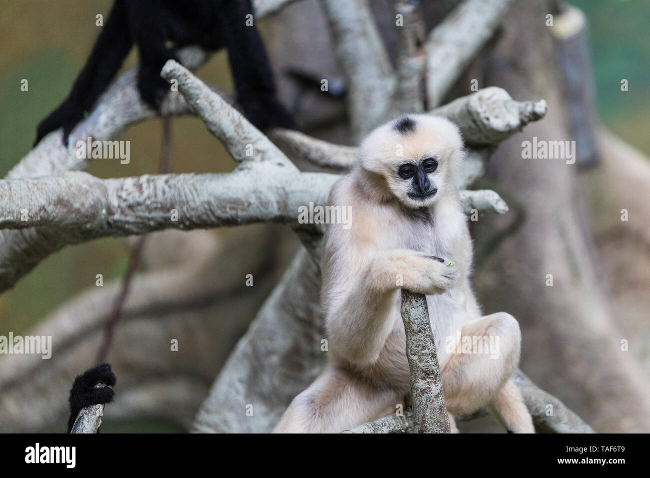 Ein weißer ist Gibbon sitzen auf dem Baum. Stockfoto