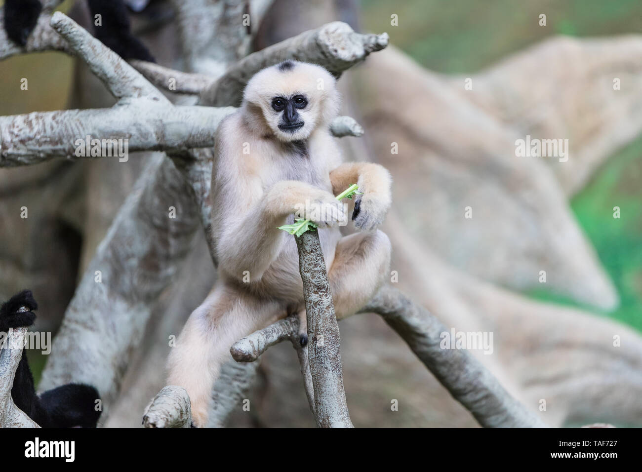 Ein weißer ist Gibbon sitzen auf dem Baum. Stockfoto