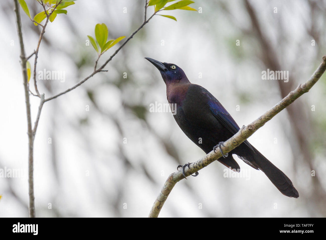 Boot-tailed Grackle (Quiscalus major) auf einem Zweig, Everglades, Florida, USA Stockfoto