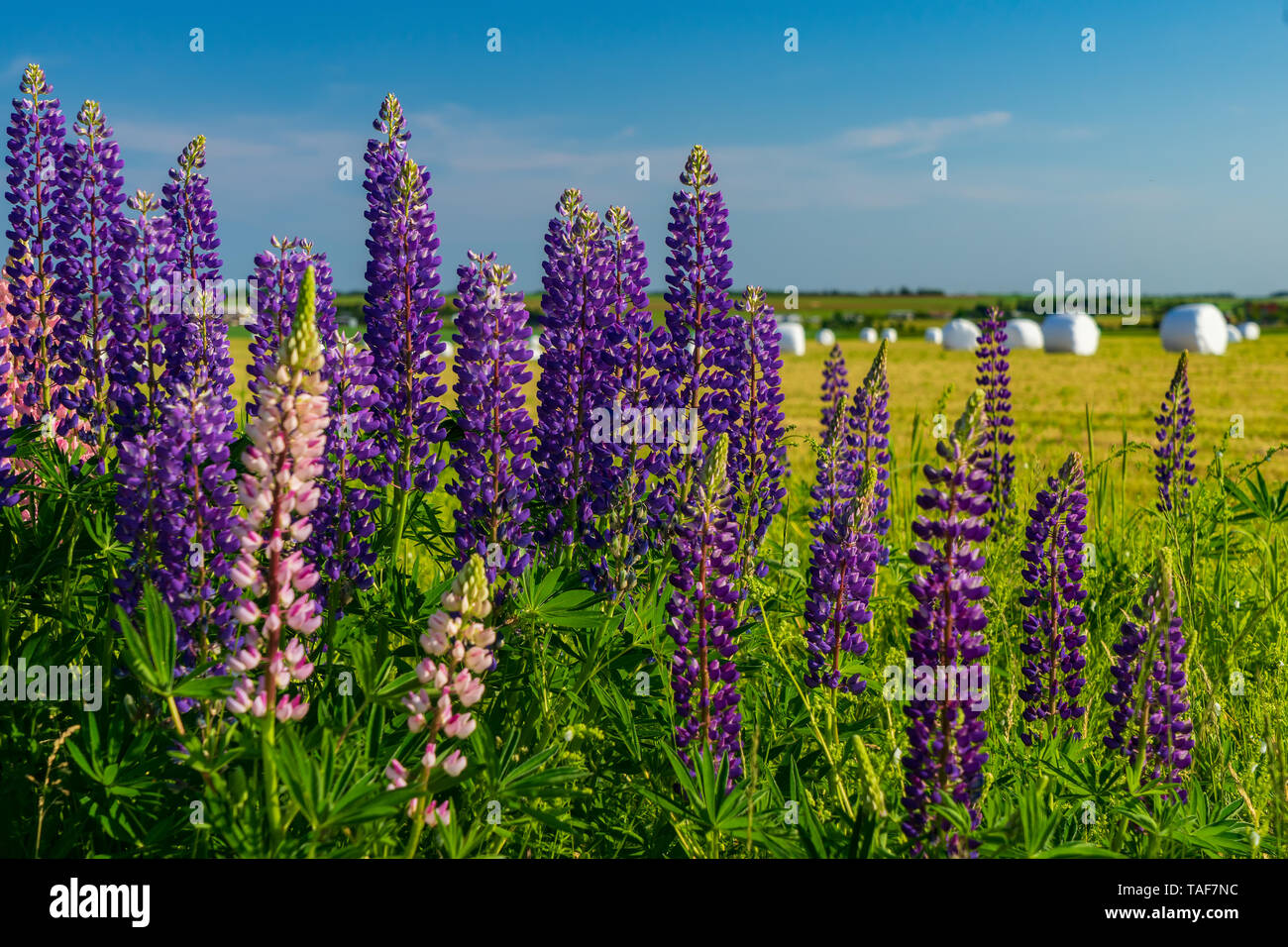 Lupinen entlang Feldern in ländlichen Prince Edward Island, Kanada wächst. Stockfoto