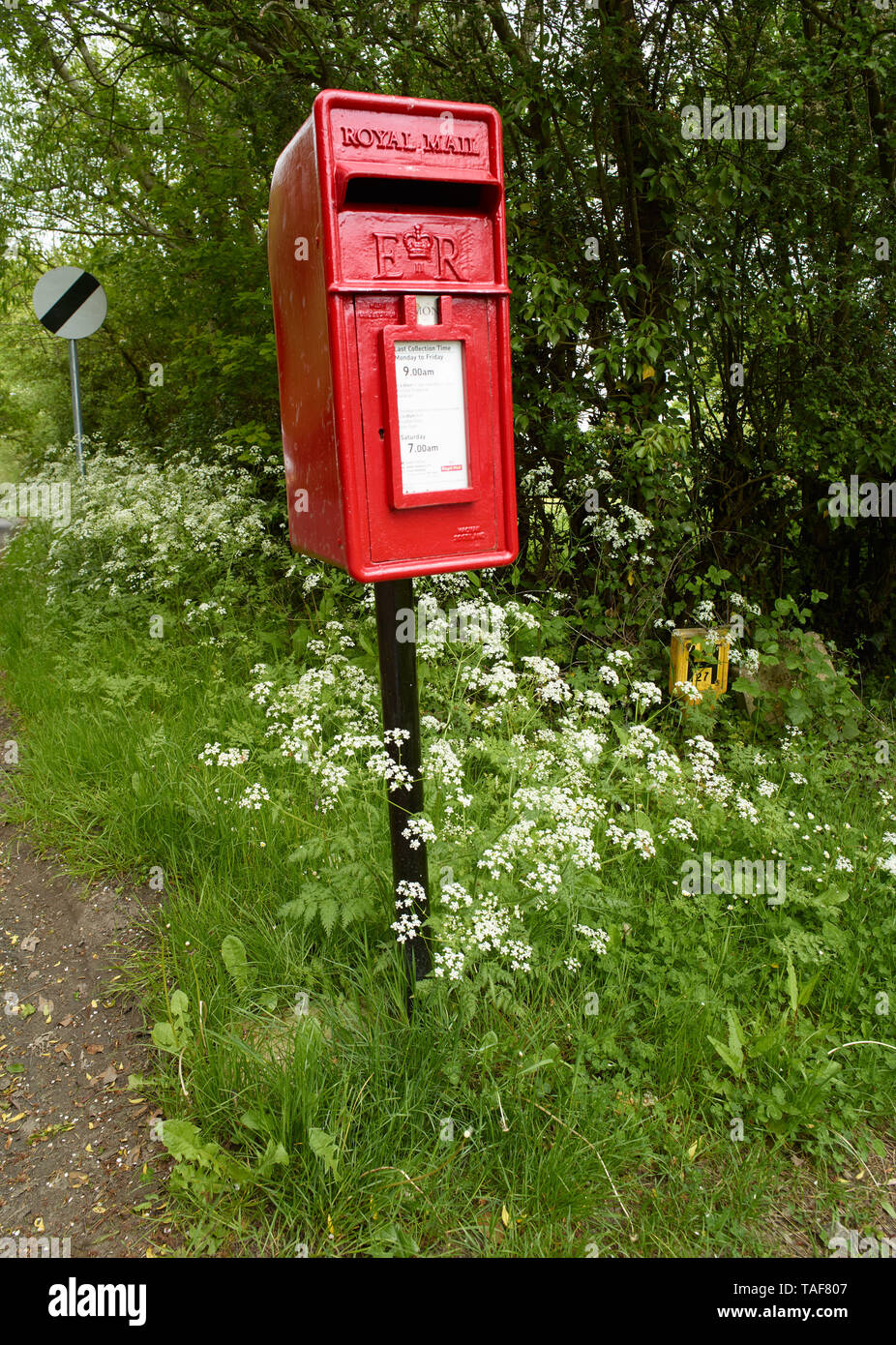 Ländliche Post Box und Kuh Petersilie auf der Straße in die Landschaft von Kent, England, Vereinigtes Königreich, Europa Stockfoto