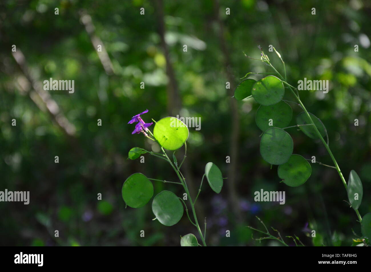 Zoom auf eine grüne Lunaria plante im Garten Stockfoto