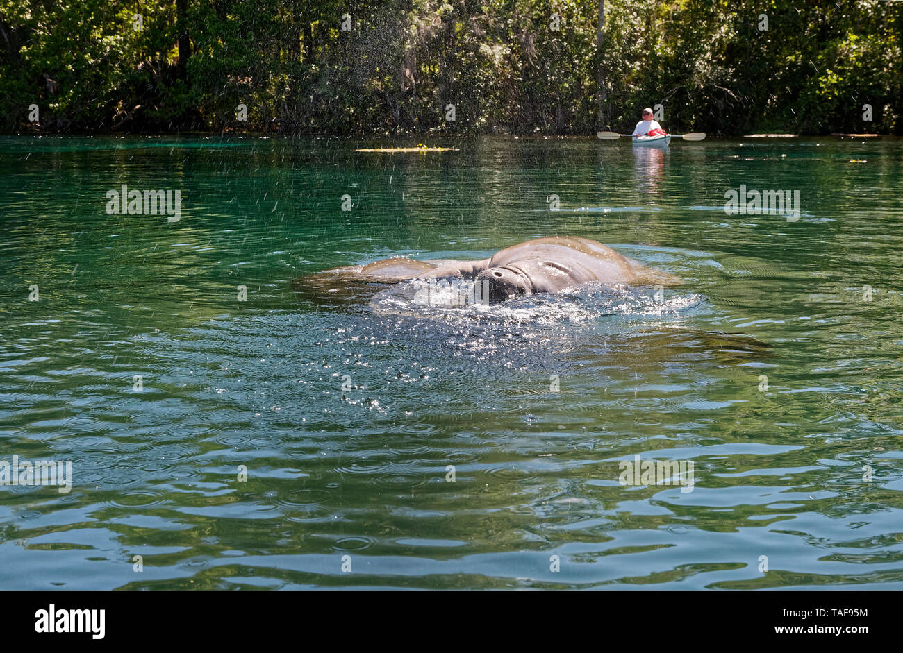 2 Westindischen manatees Paarung; große Wassertiere; marine; mammasl widlife, Spritzwasser, Trichechus Manatus, Kayaker, Silver Springs S Stockfoto
