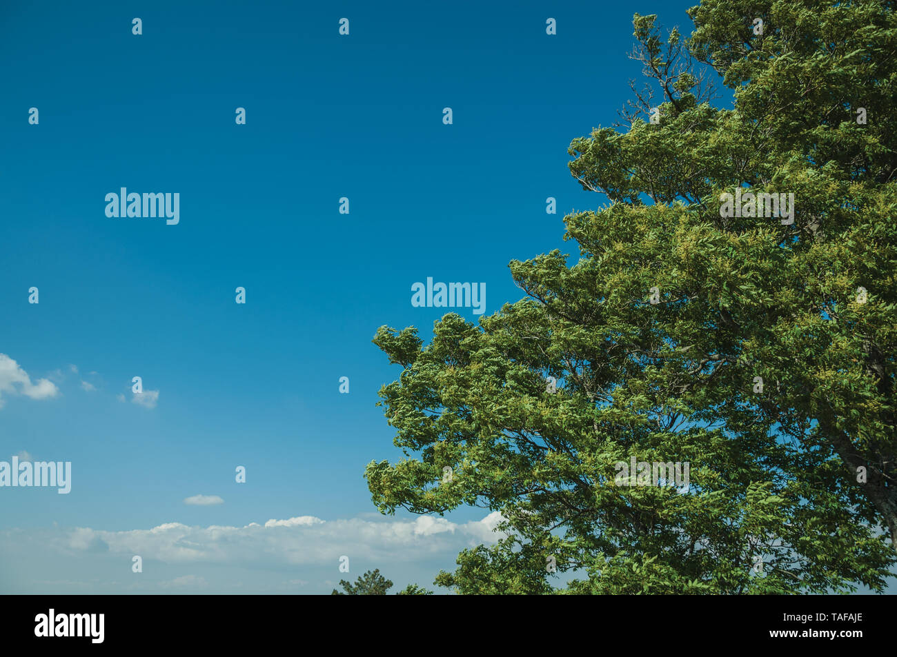 In der Nähe von grün belaubten Zweigen schütteln im Wind mit blauen Himmel bei Guarda. Das gut erhaltene mittelalterliche Stadt in der östlichen Portugal. Stockfoto