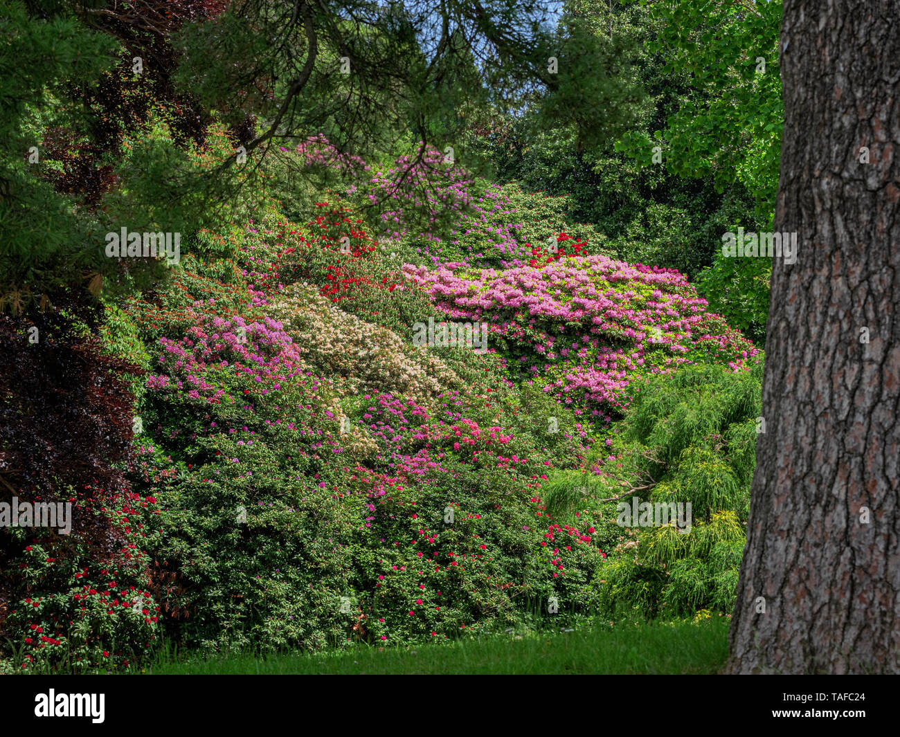 Burcina Park, Biella, Italien. Rhododendron Blte Stockfotografie - Alamy