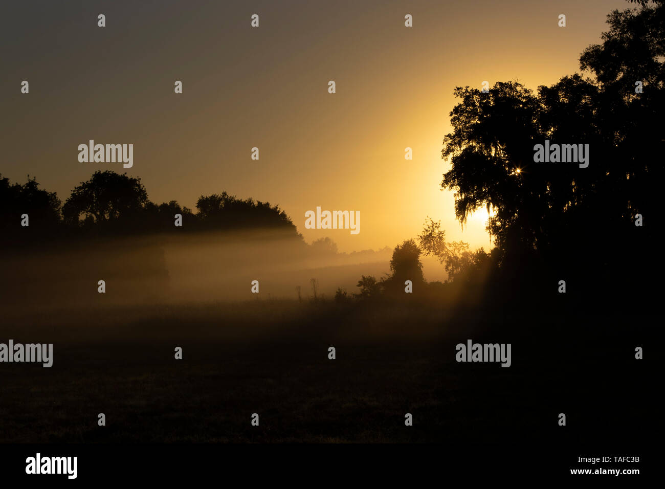 Einen schönen Sonnenaufgang durch den Nebel und Dunst in Paynes Prairie Preserve State Park, Florida Stockfoto