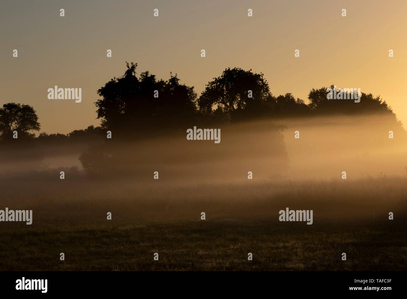 Einen schönen Sonnenaufgang durch den Nebel und Dunst in Paynes Prairie Preserve State Park, Florida Stockfoto