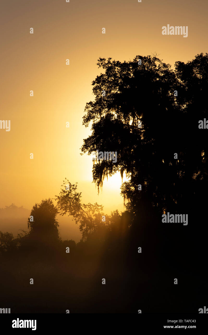 Einen schönen Sonnenaufgang durch den Nebel und Dunst in Paynes Prairie Preserve State Park, Florida Stockfoto