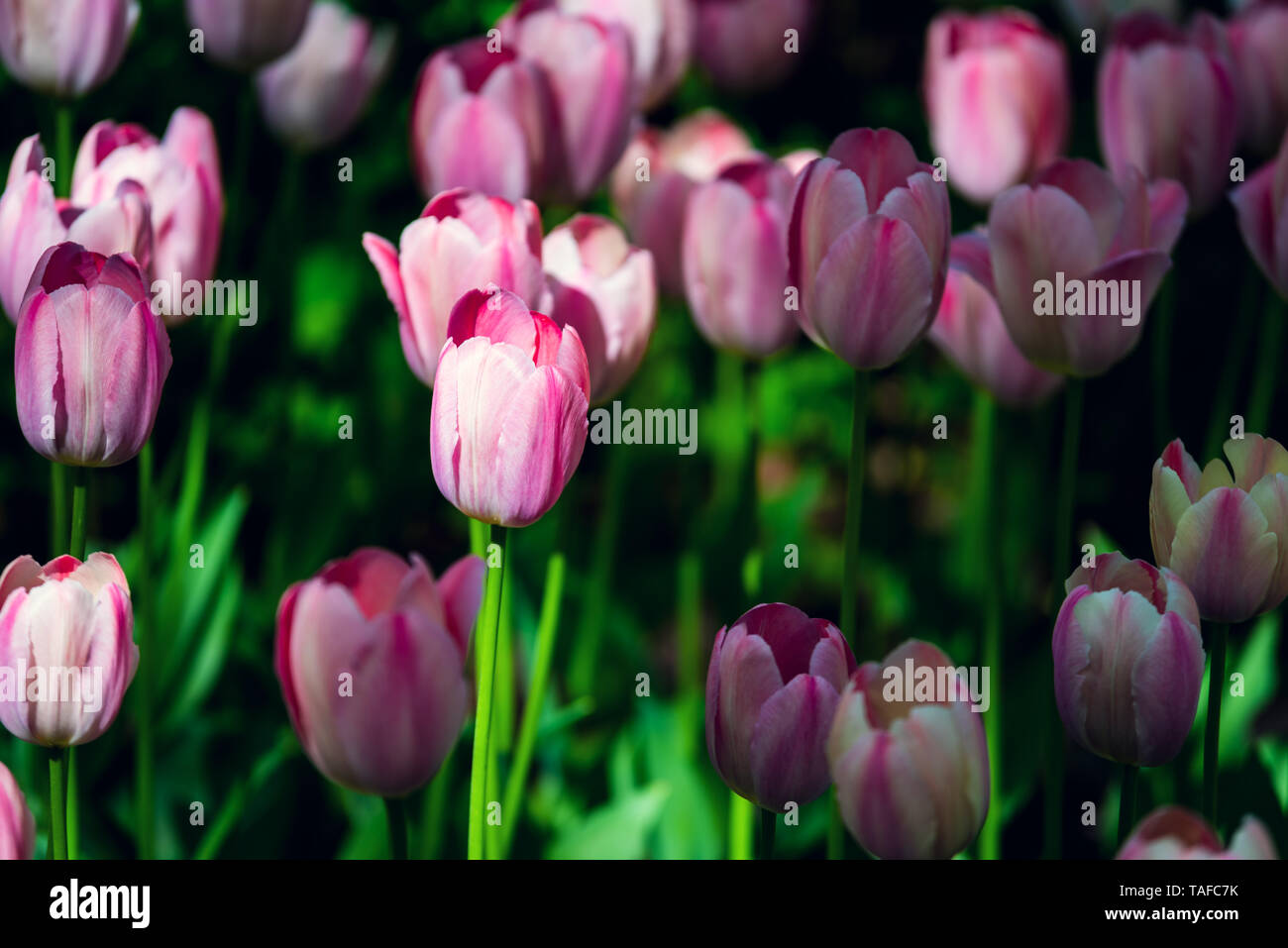 Schöne und bunte Tulpen auf der sonnigen Gebiet. Große Nahaufnahmen von Tulip Festival. Stockfoto