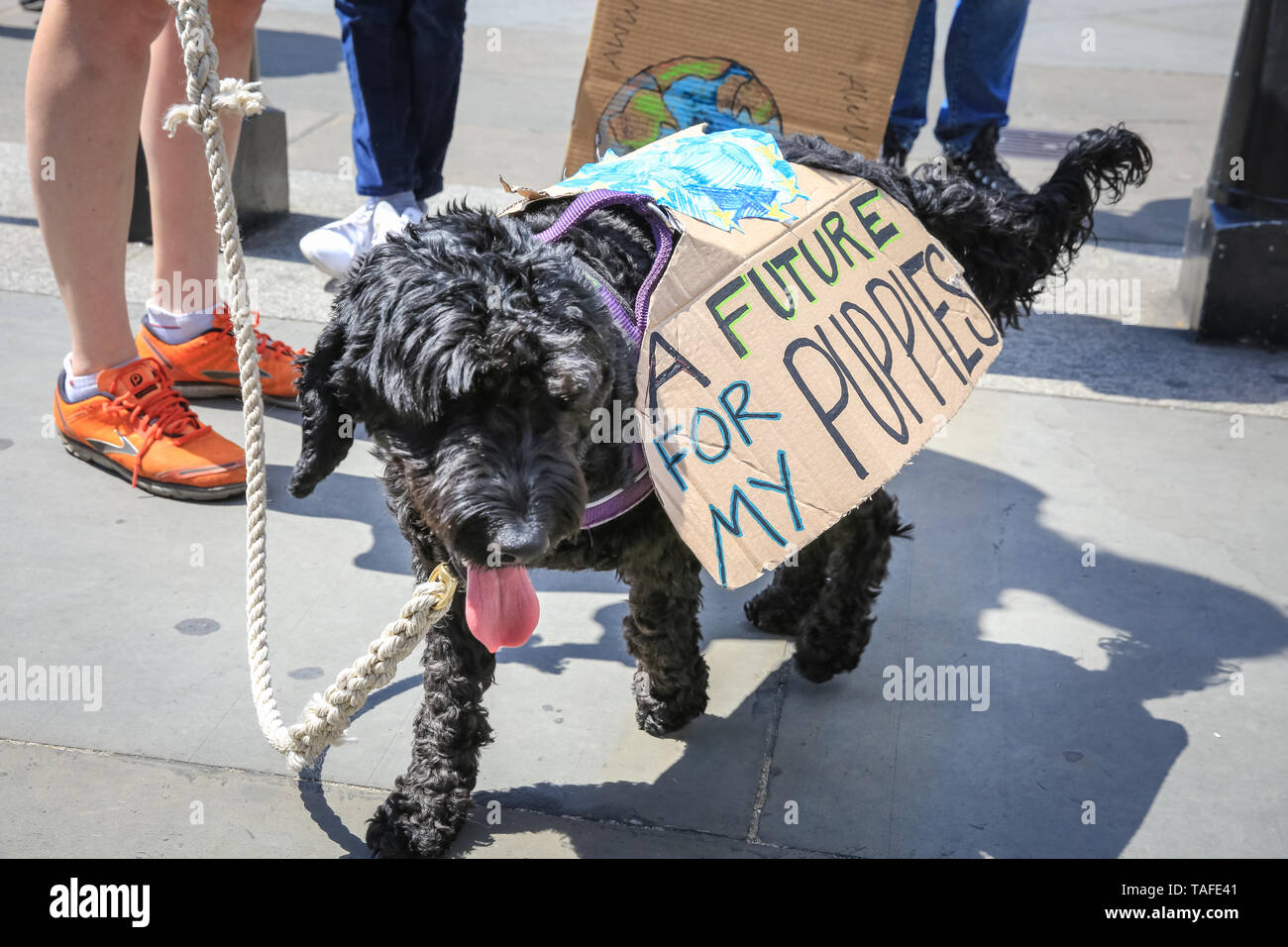 Westminster, London, Großbritannien, 24. Mai 2019. Ein eckzahn Demonstrant. Tausende von jungen Menschen, einige mit ihren Eltern noch einmal auf die Straßen von Westminster, gegen die Auswirkungen des Klimawandels und Umweltprobleme zu protestieren, sowie Untätigkeit der Regierungen. Protest Websites gehören Parliament Square, Whitehall und Trafalgar Square in London und vielen anderen Städten in Großbritannien und weltweit. Credit: Imageplotter/Alamy leben Nachrichten Stockfoto