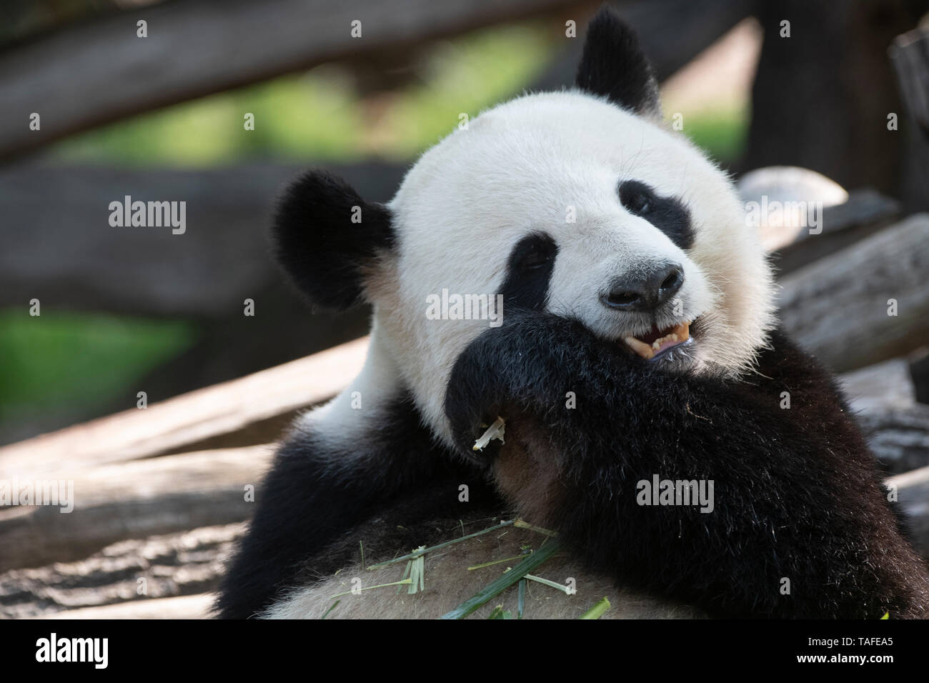 Berlin, Deutschland. 24. Mai, 2019. Panda mann Jiao Qing schmeckt es in seinem Zoo Gehäuse. Credit: Paul Zinken/dpa/Alamy leben Nachrichten Stockfoto