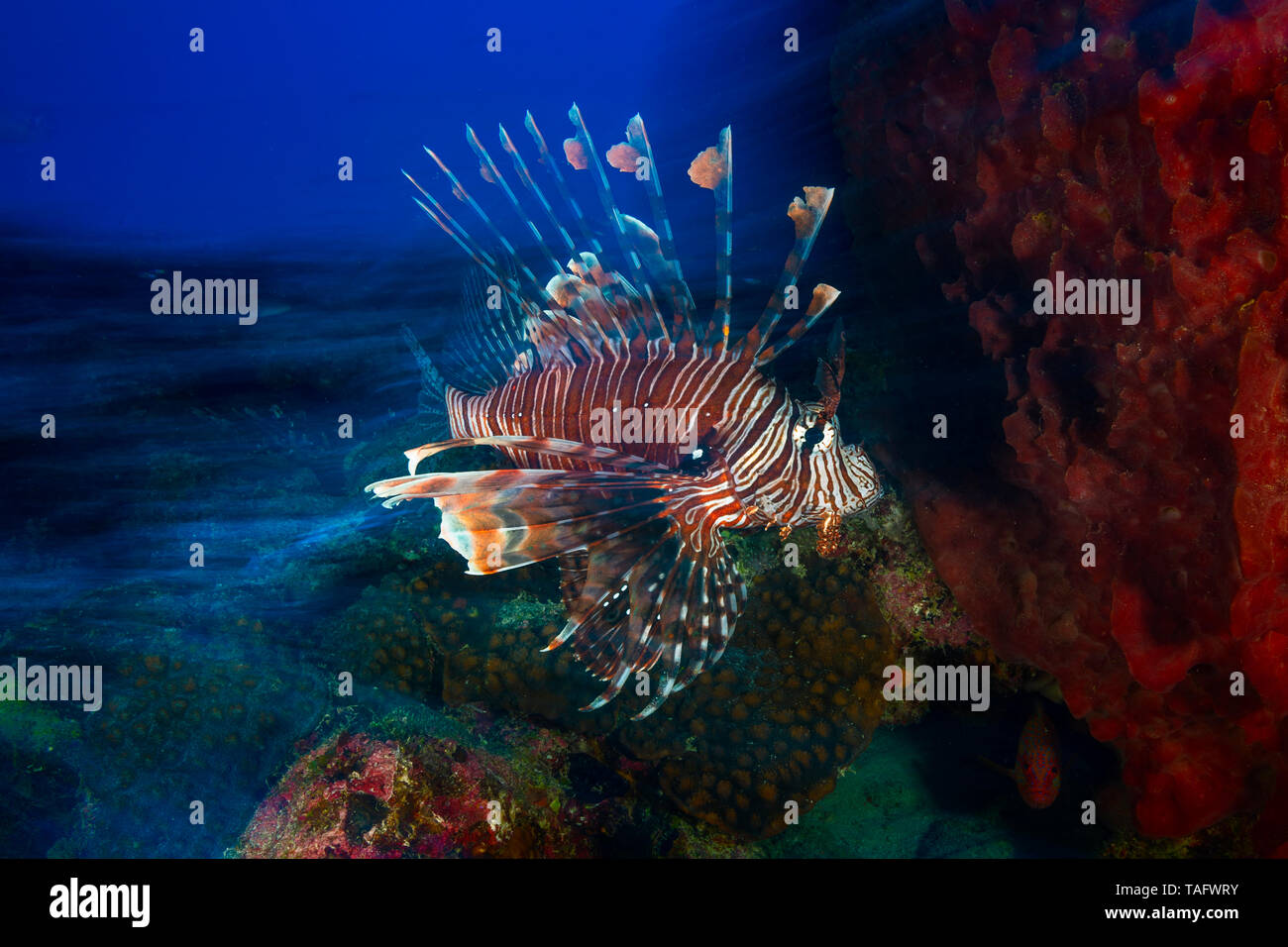 Geschwindigkeit Rotfeuerfische (Pterois volitans), Mayotte Stockfoto