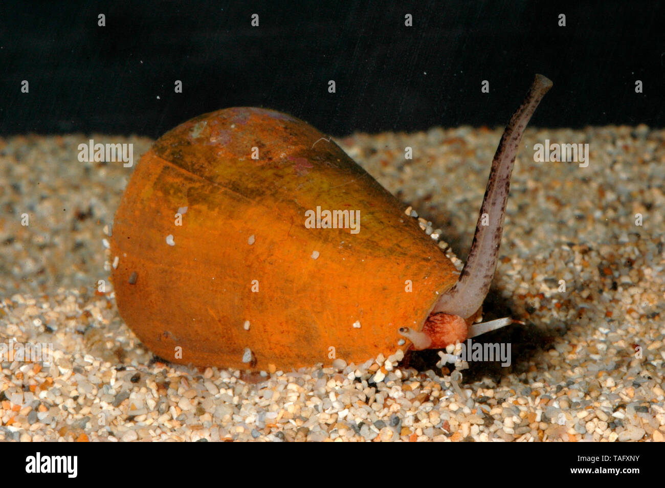 Der Magier Kegel (Conus magus) auf dem Sand Neukaledonien Stockfoto
