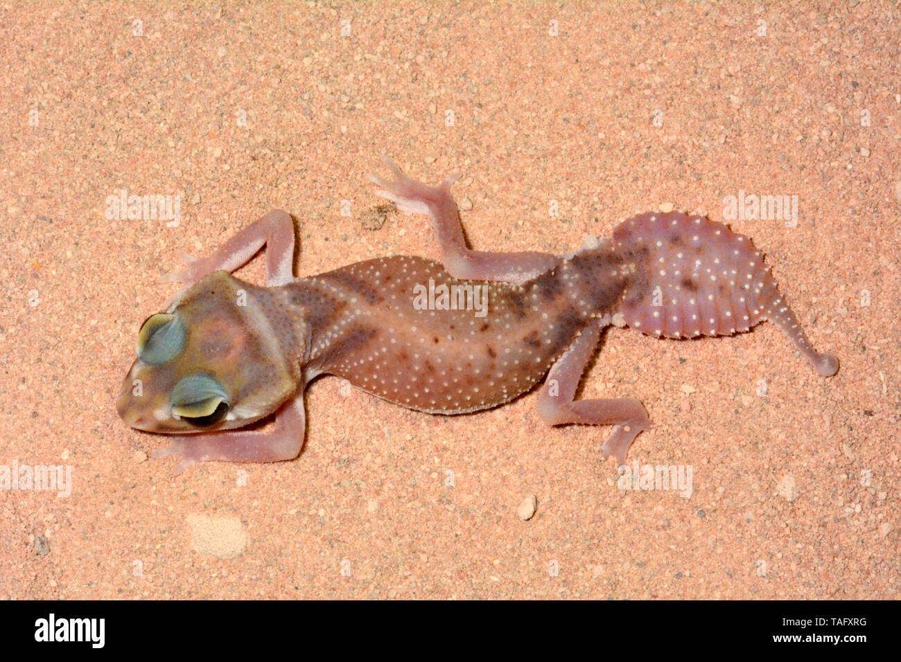 Glatte Knopf-tailed Gecko (Nephrurus Levis), Coral Bay, WA, Australien Stockfoto