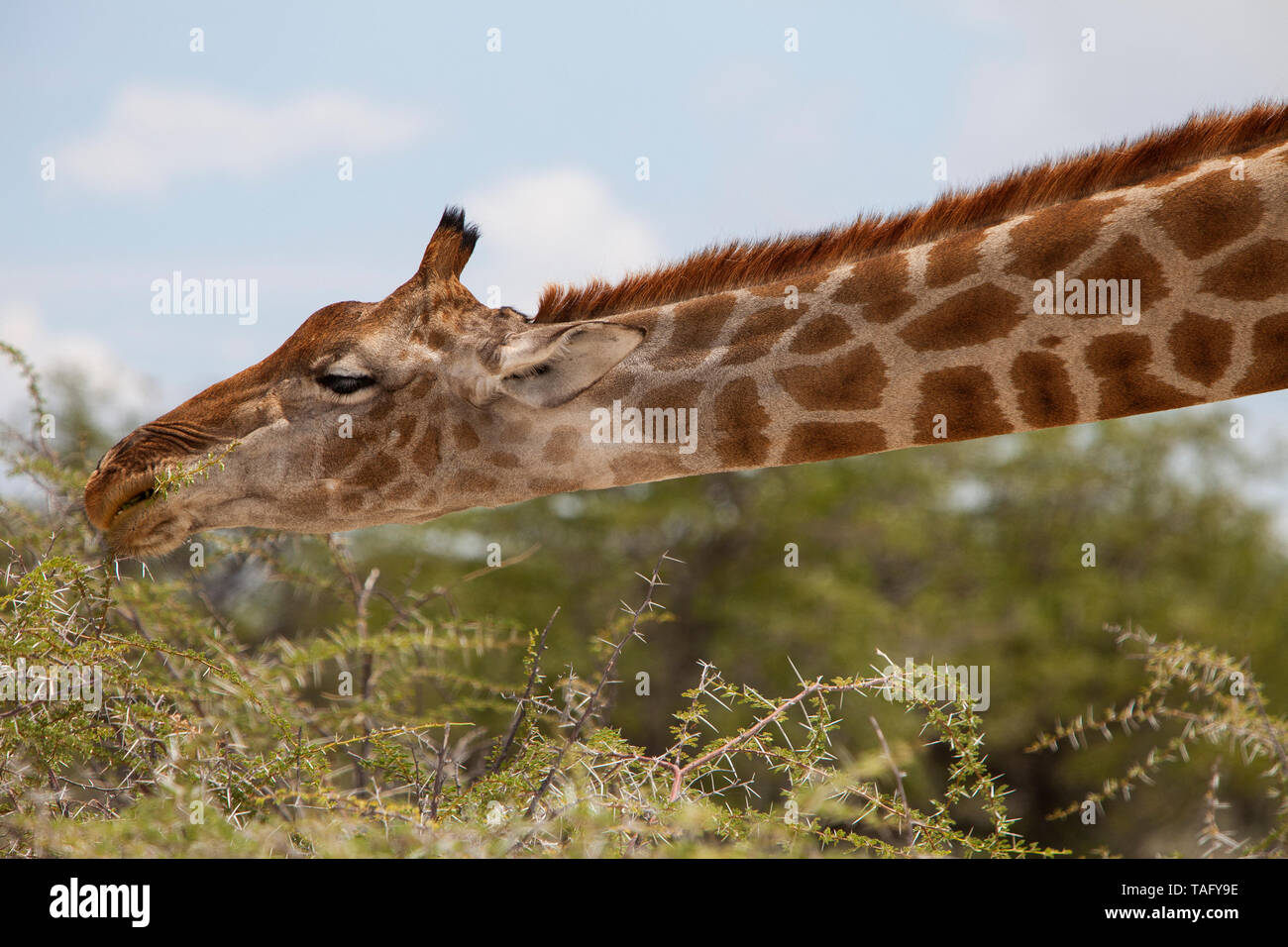 Giraffe (Giraffa Camelopardalis) Essen eine Akazie, PN Etosha, Namibia. Stockfoto