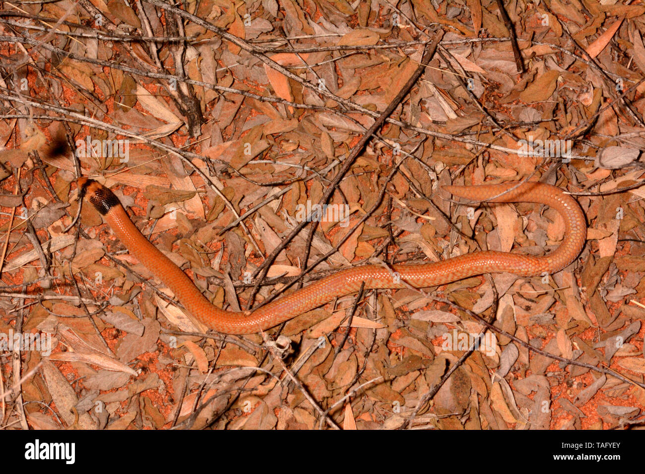 Western Hooded Schuppige-Fuß (pygopus Nigriceps), Yulara, Red Centre, NT, Allemagne Stockfoto