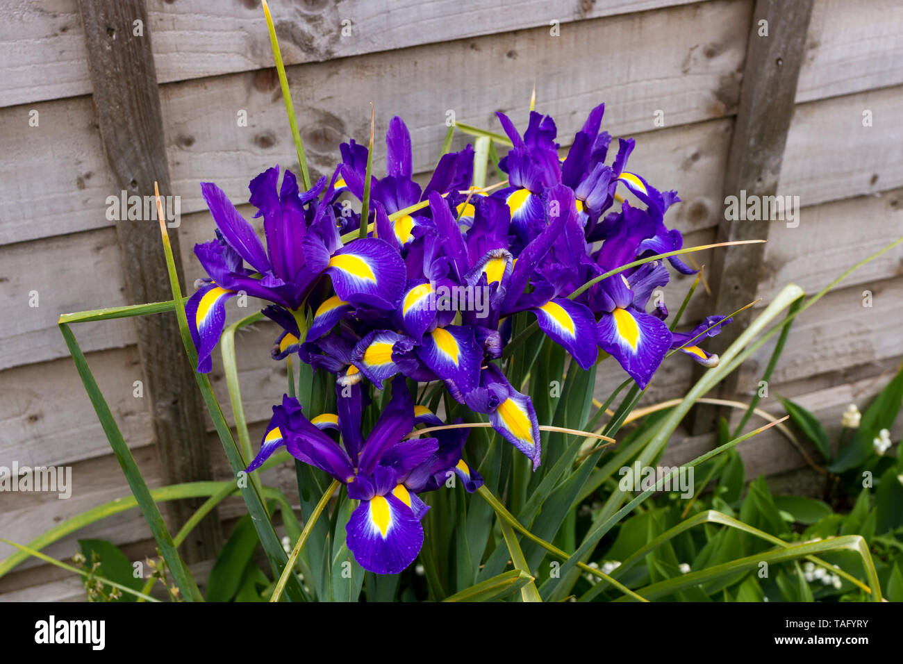 Iris Blumen wachsen in einem Garten im späten Frühjahr, Dorset, Großbritannien Stockfoto