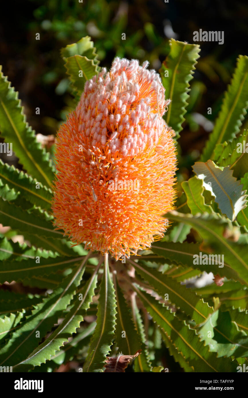 Riesen banksia banksia grandis Stockfotos und bilder Kaufen Alamy