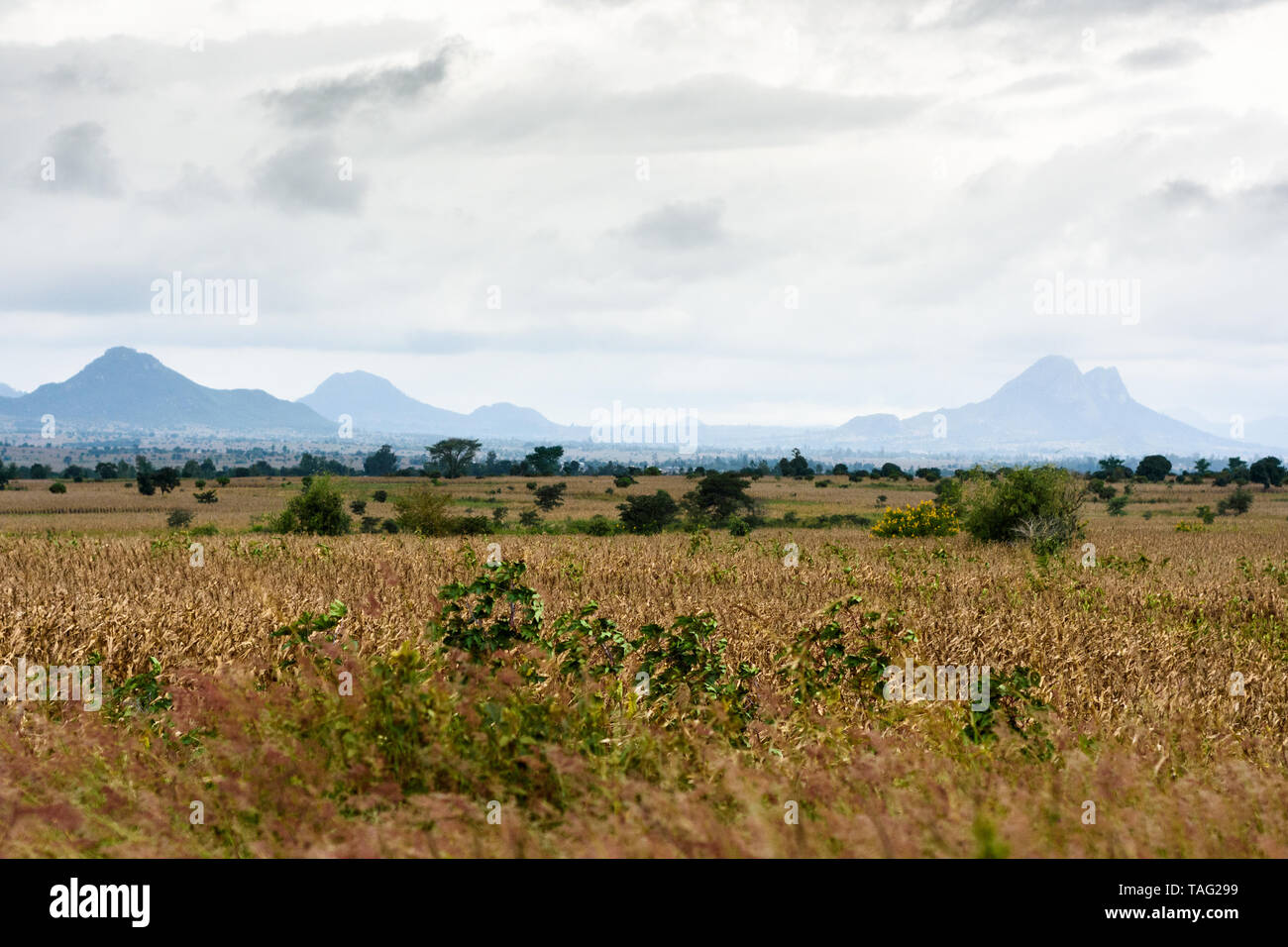 Eine Reihe von Berge in der Ferne über dem Feld auf Feld reifer Mais trocknen nach dem Ende der Regenzeit gesehen Stockfoto