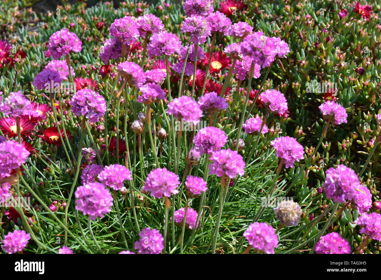 Blumen in Ventnor Esplanade und Wintergärten, Isle of Wight, Großbritannien. Stockfoto