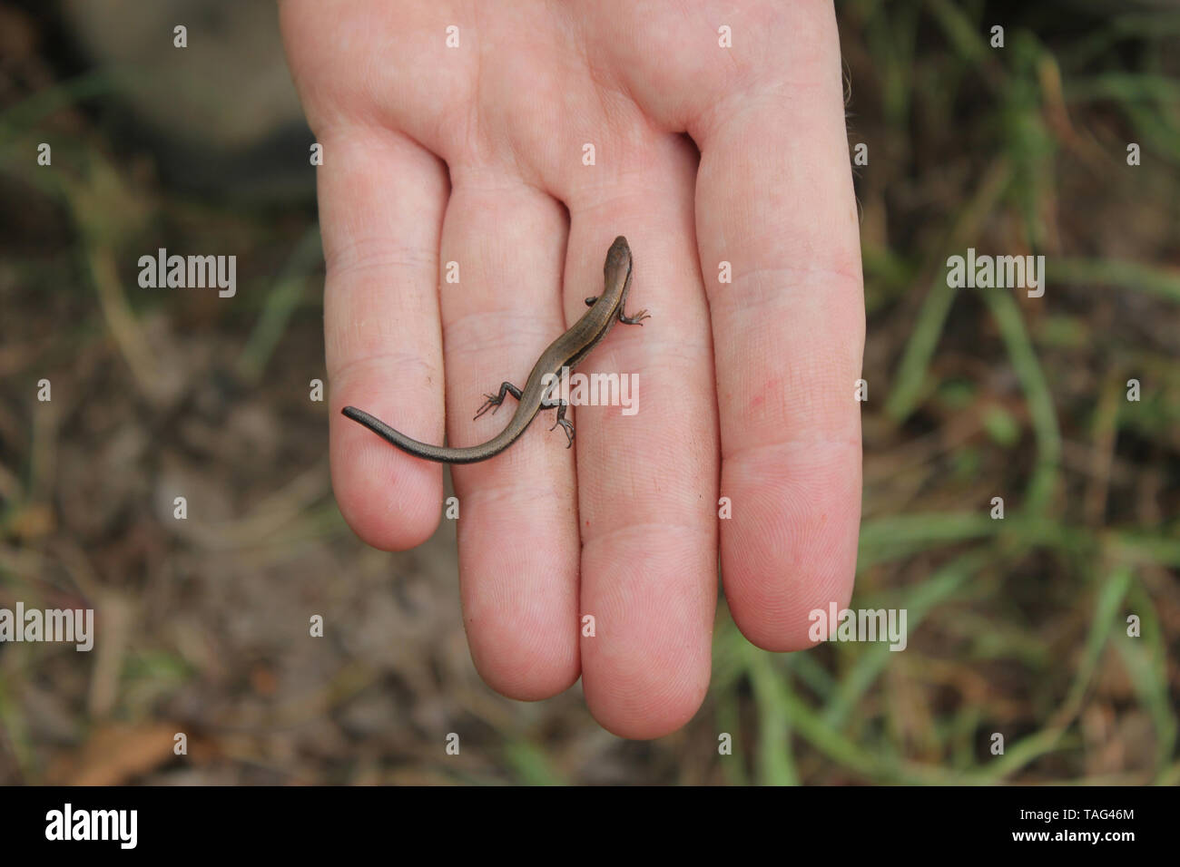 Ground Skink (Scincella lateralis) alias Kleine braune Skink Stockfoto