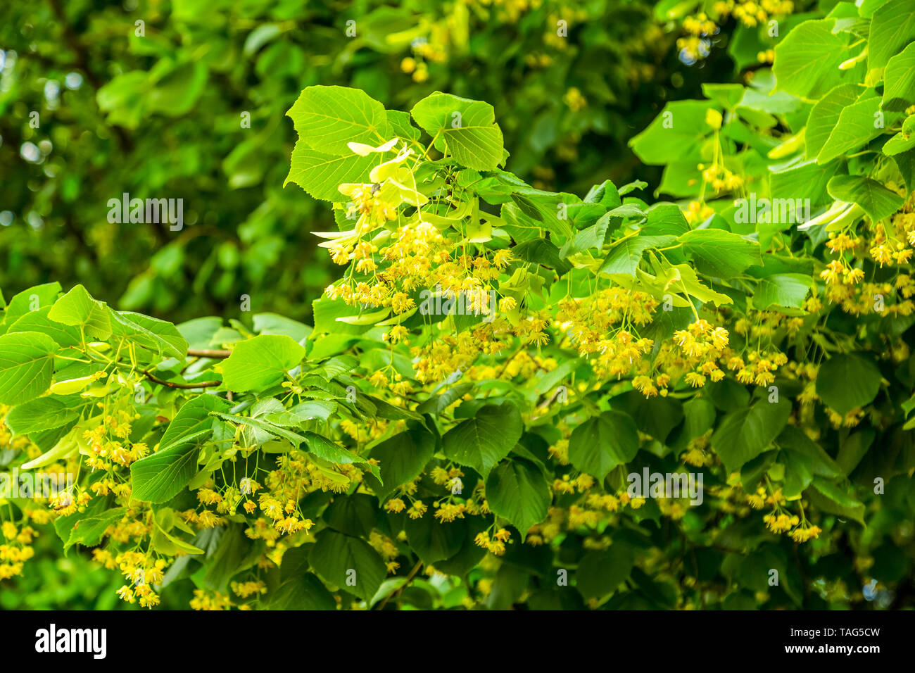 Gelb blühenden Linden mit Blumen auf Zweig Stockfoto