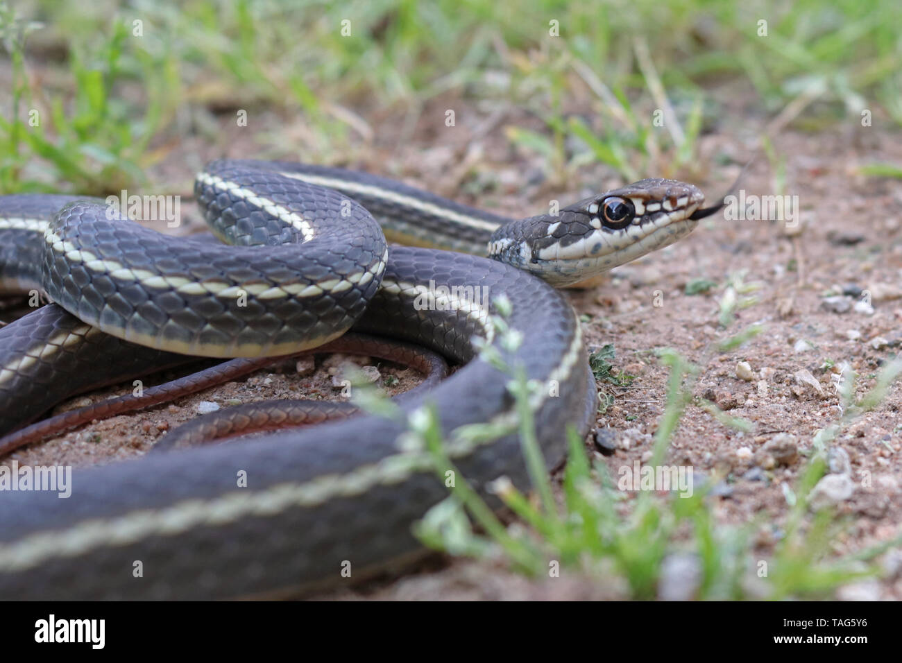 Kalifornien gestreifte Racer Snake (Coluber lateralis lateralis) Stockfoto