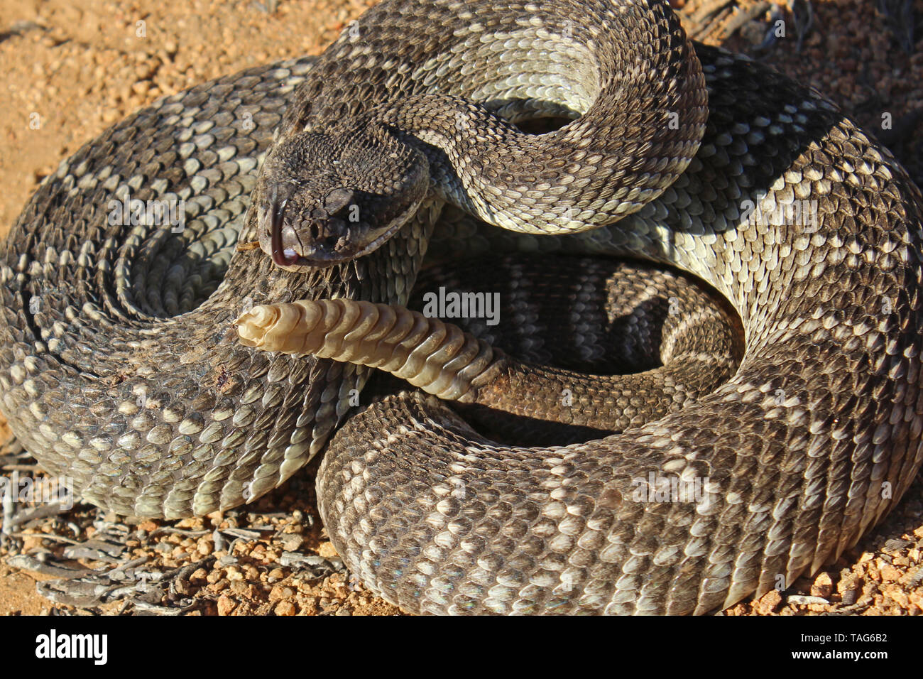 Southern Pacific Klapperschlange (Crotalus oreganus helleri) Stockfoto