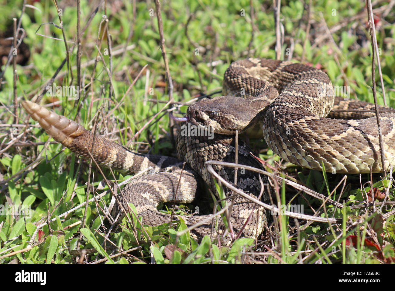 Southern Pacific Klapperschlange (Crotalus oreganus helleri) Stockfoto