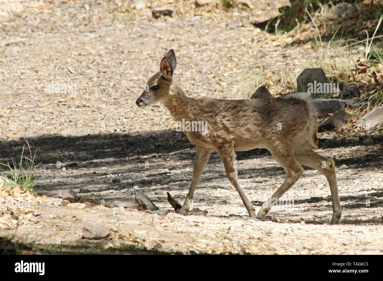 Coues' Whitetail Deer (Odocoileus virginianus couesi) Stockfoto