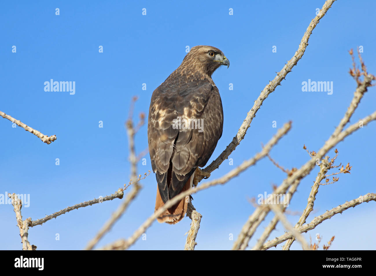 Rot - angebundener Falke (Buteo Jamaicensis) Stockfoto